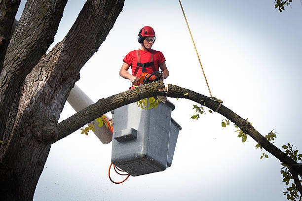 How Our Tree Care Process Works  in Huron, OH